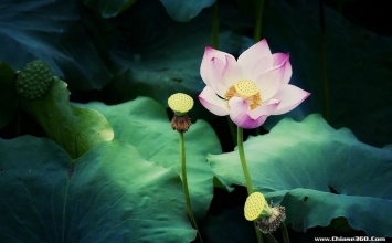 Chỉ là một cái đấm